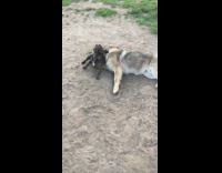 Big german shepard small black dog play on sand