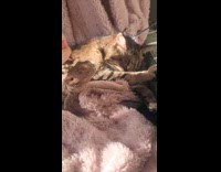 Cat and bearded dragon sunbathing by window