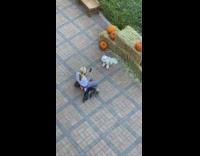 Woman takes picture of dog in front of haystack