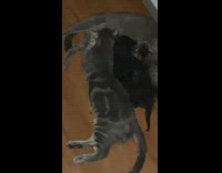 Collab DailyDoseOfInternet - Big grey cat drink from mother cat part 1