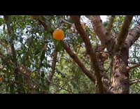 Almond tree grow peach fruit roots branches