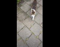 Friendly stray cat stand and throw self at filmer