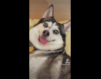 Dog in bed next to woman with funny face