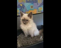 Small white kitten sitting in litter box whining