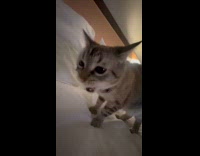 Woman gives cat fry as peace offering