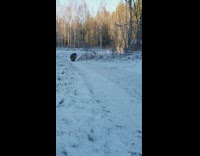 Cat runs track on snow covered trail