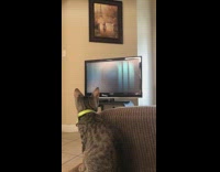 Horror movie scares kitten cat on couch 