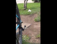 Bird on the ground for dirt bath