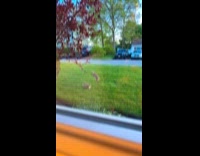 Rabbits playing on yard