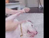 Girl holds paw up to ear dog 