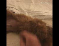 brown puppy in bed plays dead when owner shoots him