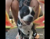 Cut watermelon fruit reveals black white dog 