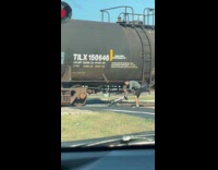 Men pushes bikes across underneath train