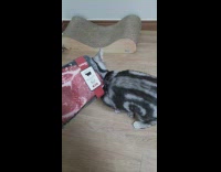 Grey black cat girl raw beef meat