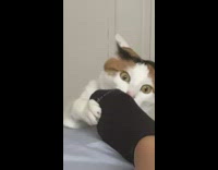Collab BitchMP - Cat trying to play and bite black sock foot 