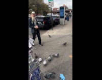 Man guides pigeons on street through whistle