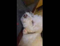 White dog sleep on lap and desk