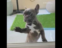 Grey french bulldog puppy dog looks inside 