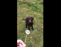 Guy blow dandelion towards black dog backyard