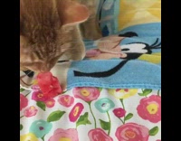 Orange cat licks watermelon 