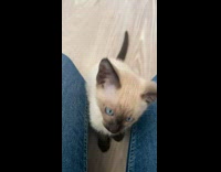 Collab PLC - Pet cat kitten Siamese between legs of owner and purrs