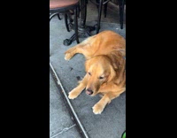 Unbothered golden retriever barked at by small dogs 