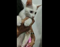 Girl holds white cat with heterochromia eyes 