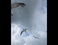 Girl blue swim suit beach eating chased by birds seagulls