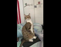 Brown white cat sits upright stretches neck 