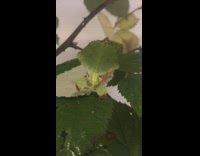 Collab DailyDoseOfInternet - Insect looks like green leaf body sway