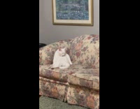 Deaf cat took a while to notice hooman