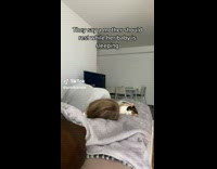 ClipsIG - Lady in Grey Lays on Bed Besides white black and orange Pet Cat