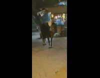 Dog humps leg guy talks to cow 