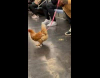 Collab Subway Creatures - Man wipes poop of pet chicken in train