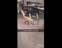Collab BitchMP - Cat walking around school classroom