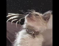 Grey kitten look at dust particles sunlight