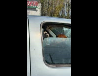 2 dogs barking at unbothered dog wearing shades