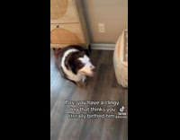 Collab Clips MPUGC - Woman followed by dog at house everywhere