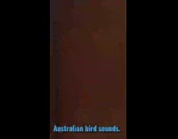 Australian Bird Kookaburra laugh sound heard at the backyard