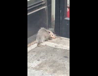 Opossum on street lay on the corner