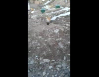 Guy gives brown fox piece of jerky 