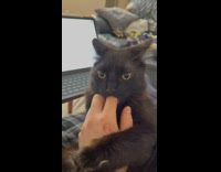 Black cat sucking on finger