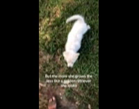 Woman buys Golden Retriever dog on craigslist 