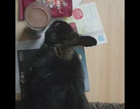 black bunny licking side of candle 