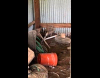 Men found buzzard chicks at abandoned barn
