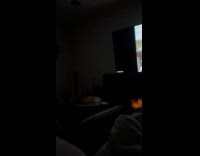 Dog watches video while chewing on toy