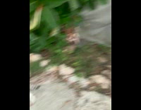 Guy use dried plant play with cats