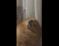 Girl holding small growling brown dog 
