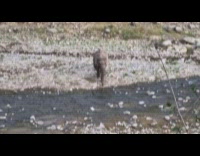 Collab Clips_MPUGC2 - Submitter sees mom and baby elephant near creek