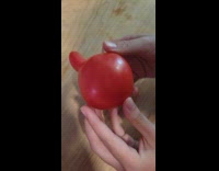 Weird shape of tomato shown to filmer